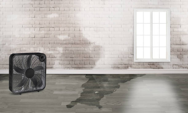 Best Basement water damage restoration  in Columbus, GA